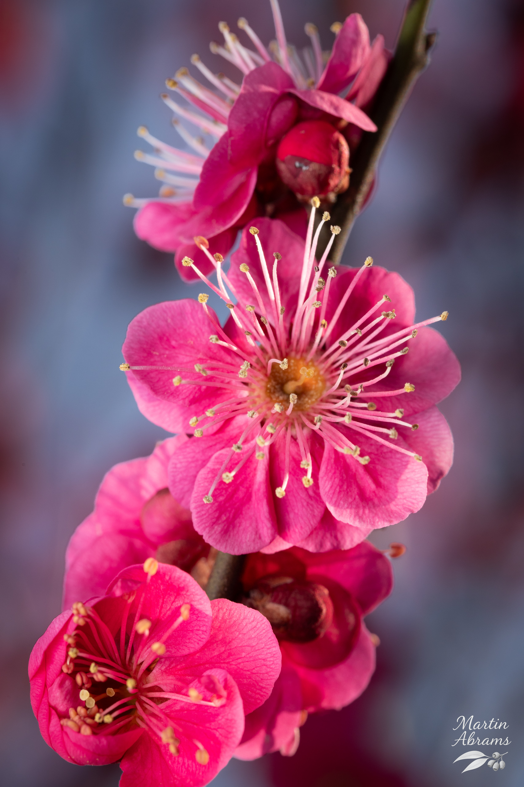 Three pink plum blossoms going up